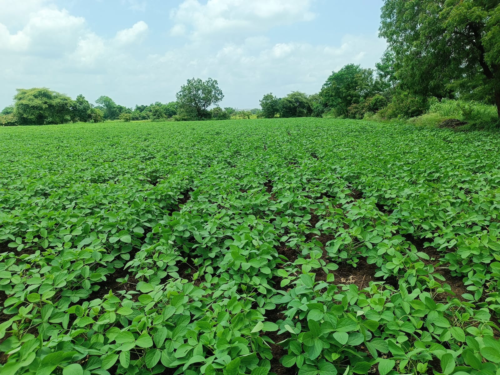 Healthy soybean field — irrigation in action