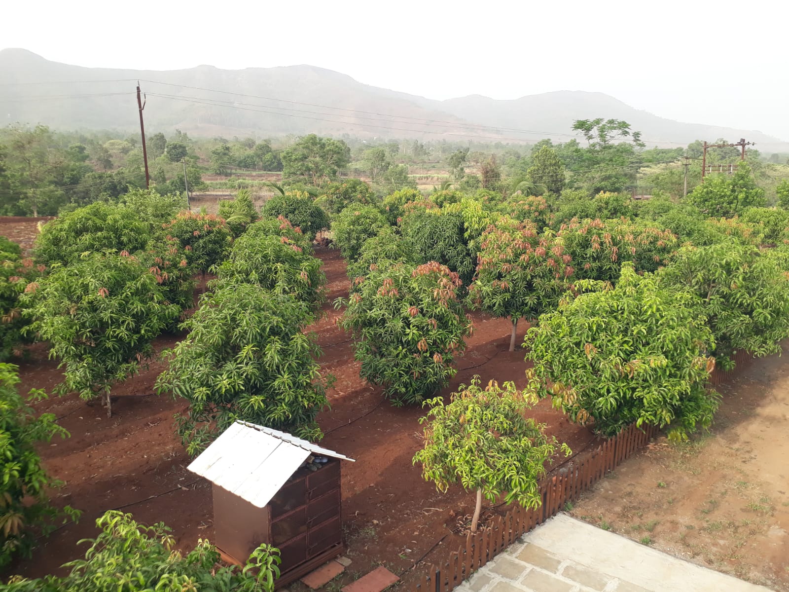 Mango orchard with drip lines